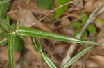 Downy phlox